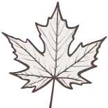 🍁
