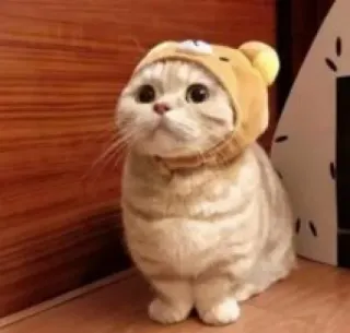 😺 gato, gatinho, fofo, animal, animal de estimação, chapéu whatsapp sticker