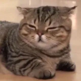 😑 猫, ペット, 動物, ネコ科, 飼い猫, 哺乳類 telegram sticker
