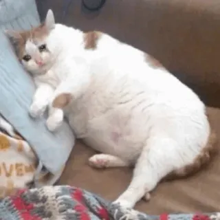 🐈 gatto, triste, meme, piangere, animale, animale domestico, emozionale whatsapp sticker