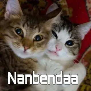 😂 Nanbendaa gatos, animais, amigos, fofo, animal de estimação telegram sticker
