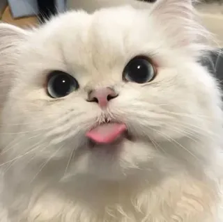 😛 gatto, animale, animale domestico, carino, gatto bianco, lingua fuori telegram sticker