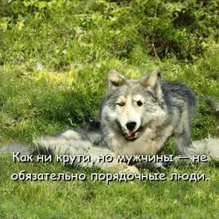😏 Как ни крути, но мужчины — не обязательно порядочные люди. หมาป่า, สัตว์, ธรรมชาติ, มีม, คำคม, รัสเซีย telegram sticker