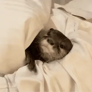 🥱 lontra, animal, fofo, dormindo, mamífero, cama, cobertor whatsapp sticker