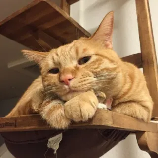 🤍 gatto, gatto arancione, animale domestico, animale domestico, felino, animale telegram sticker