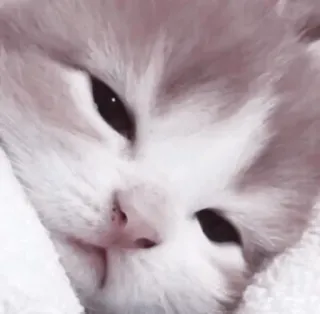 🤍 猫, 小猫, 动物, 宠物, 可爱 telegram sticker