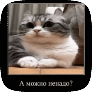 🥺 А можно ненадо? gatto, meme, divertente, domanda telegram sticker