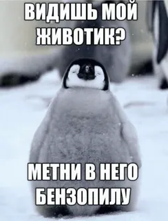 😏 penguin Видишь мой животик? Метни в него бензопилу penguin, meme, funny, chainsaw, snow, dark humor telegram sticker