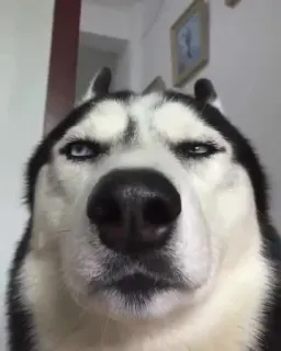 😐 Husky telegram sticker