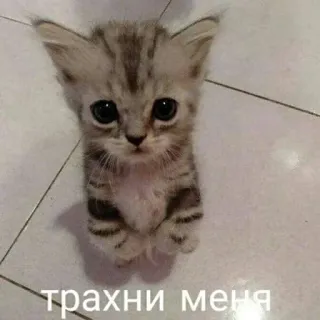 💋 трахни меня 子猫, 猫, 動物, かわいい telegram sticker