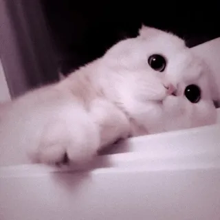 🖇 고양이, 새끼 고양이, 귀여운, 애완 동물, 동물, 집고양이, 푹신한, 흰 고양이 telegram sticker