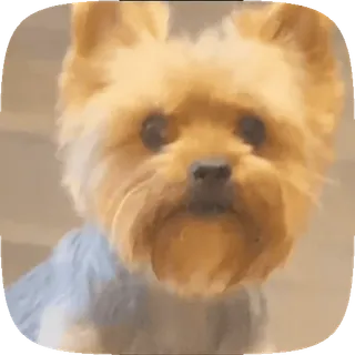 😐 cão, yorkie, animal de estimação, filhote, animal, fofo whatsapp sticker