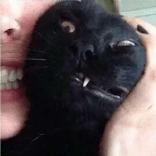 😾 cat, black cat, pet, animal, funny, meme telegram sticker
