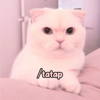 🐈 tatap cat, cute, kitten, animal, domestic, mammal whatsapp sticker