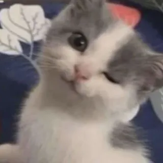 💓 gatto, gattino, carino, animale, animale domestico, animale domestico, che fa l'occhiolino, faccia di gatto telegram sticker