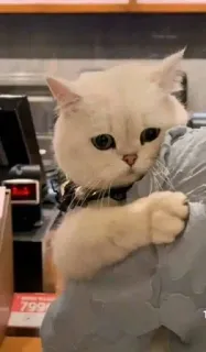 😞 gatto, gattino, animale domestico, carino, animale, bianco telegram sticker