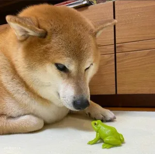 ❤️ dog, shiba inu, frog, toy, animal, pet telegram sticker