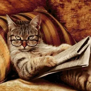 🐈 แมว, การอ่าน, หนังสือพิมพ์, แว่นตา, สัตว์, แมวบ้าน telegram sticker