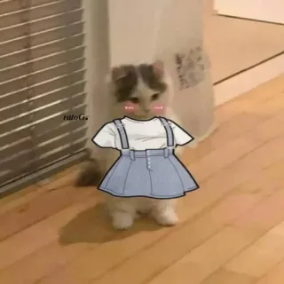 🍋 gatto, gattino, animale, carino, vestito, cartone animato whatsapp sticker