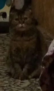 🗿 gato, animal de estimação, animal, felino, gato doméstico telegram sticker