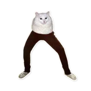 😎 cat, pants, funny, animal, meme telegram sticker