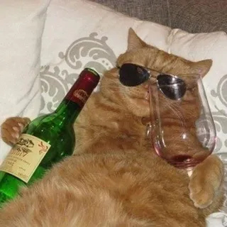 🍾 kat, wijn, zonnebril, chillen, relaxen telegram sticker