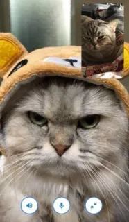 😡 кот, злой, ворчливый, питомец, животное, милый, смешной telegram sticker