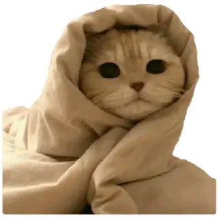 😍 cat, animal, cute, blanket, wrapped, kitten telegram sticker