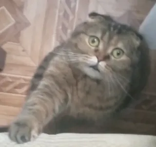 🙏 gato, animal, animal de estimação, gato doméstico, scottish fold telegram sticker