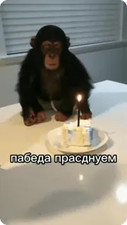 🌟 пабеда празднуем scimmia, compleanno, festa, torta, scimpanzé whatsapp sticker