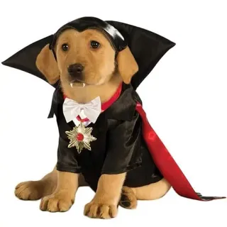 ❣️ cane, vampiro, costume, halloween, animale domestico, animale, cucciolo telegram sticker