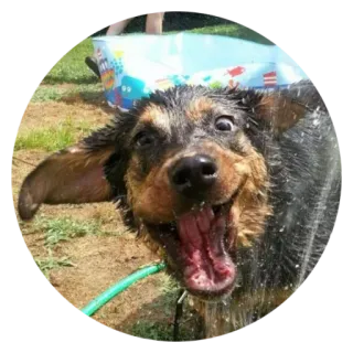 😝 犬, 水, 濡れた, 可愛い, 動物, 楽しい, 遊び心 telegram sticker
