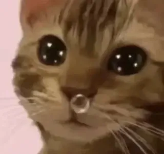 🤭 cat, sad, crying, meme, animal, pet, emotional, tears telegram sticker
