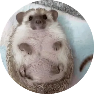 🌟 nhím, động vật, dễ thương, thú cưng, động vật có vú telegram sticker
