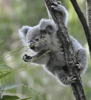 🐨 koala, animal, wildlife, marsupial, australia, tree, nature, cute telegram sticker