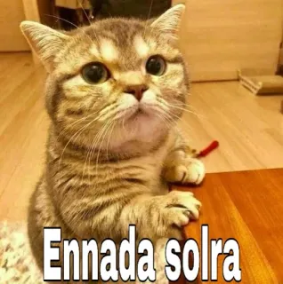 😯 Ennada solra gato, engraçado, meme, animal telegram sticker