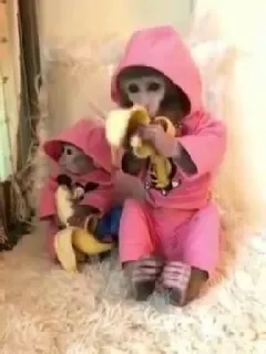 🙈 monkey, animal, banana, pink, cute telegram sticker