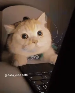 😶 кот, компьютер, милый, очаровательный, питомец telegram sticker