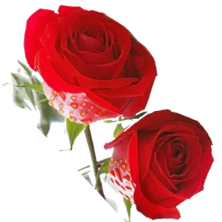 🌹 роза, красная роза, цветок, цветение, природа, лепесток telegram sticker