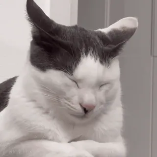 🥱 cat, animal, domestic animal, pet, feline telegram sticker