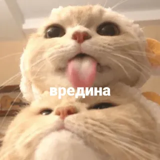 😝 вредина gato, gatinho, fofo, animal, animal de estimação telegram sticker