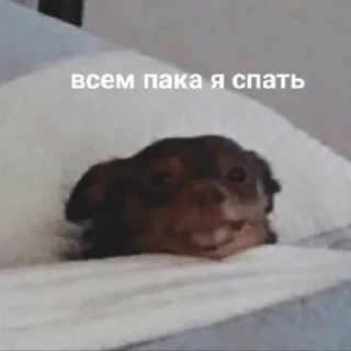 😁 всем пака я спать หมา, นอน, หมอน, มีม, ตลก, สัตว์ telegram sticker
