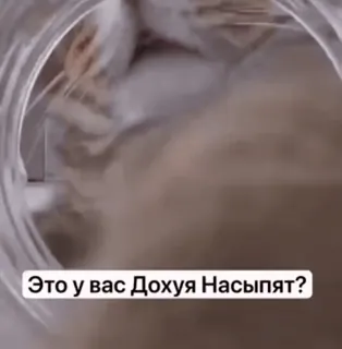 🌟 Это у вас Дохуя Насыпят? Katze, Tier, Russisch, Meme, Text telegram sticker