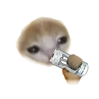 ❤️ cat, monster energy drink, sad, drink, meme, animal telegram sticker
