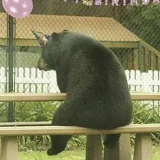 😢 HAPPY BIRTHDAY anniversaire, ours, fête, animal, triste telegram sticker