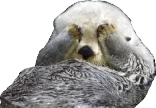 🙈 nutria, animal, lindo, nutria marina, escondido telegram sticker