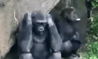 ๐ฆ animal, gorilla, nature, forest, wildlife, mammal telegram sticker
