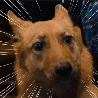 👀 chien, mignon, animal, animal de compagnie, berger allemand, chiot, drôle, mème telegram sticker