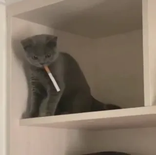 🎀 cat, cigarette, smoking, animal, gray, box whatsapp sticker