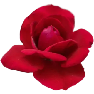 🌹 สีแดง, ดอกไม้, กุหลาบ, ธรรมชาติ, พืช, บาน, ลายดอก telegram sticker